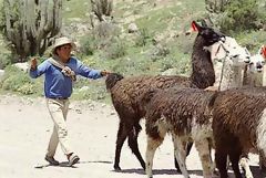 Young shepherd, Colca