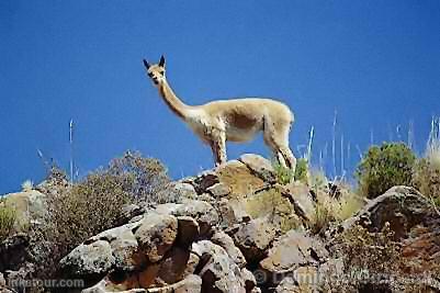 Photo of Peru