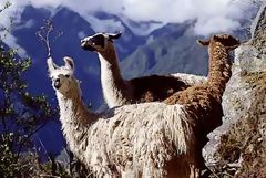 Llamas, Machu Picchu