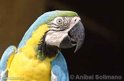 Macaw, Manu