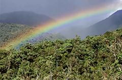 Forest of San Martn