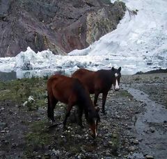 White Cordillera