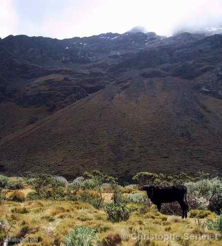 White Cordillera