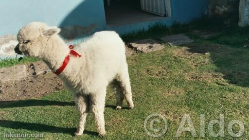 Photo of Peru