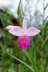 Flower in Tingo Mara (Huanuco)