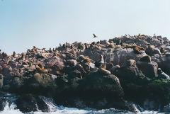 Ballestas, Paracas