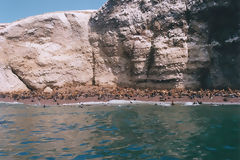 Ballestas, Paracas