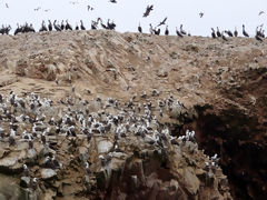 Ballestas, Paracas