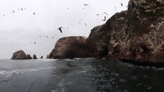 Ballestas, Paracas