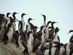 Ballestas, Paracas