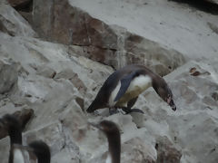 Ballestas, Paracas