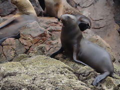 Ballestas, Paracas