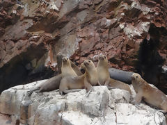 Ballestas, Paracas