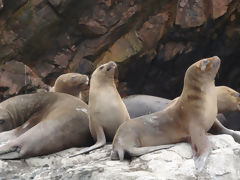 Ballestas, Paracas