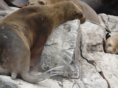 Ballestas, Paracas