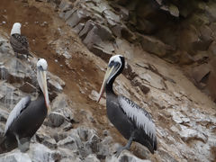 Ballestas, Paracas