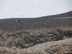 Ballestas, Paracas