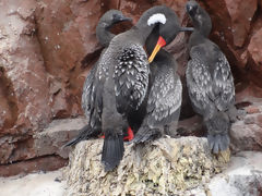 Ballestas, Paracas