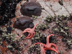 Ballestas, Paracas