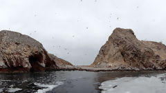 Ballestas, Paracas