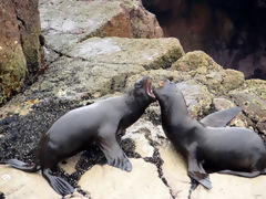 Ballestas, Paracas