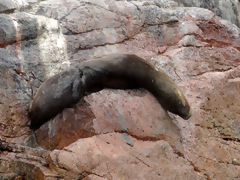 Ballestas, Paracas