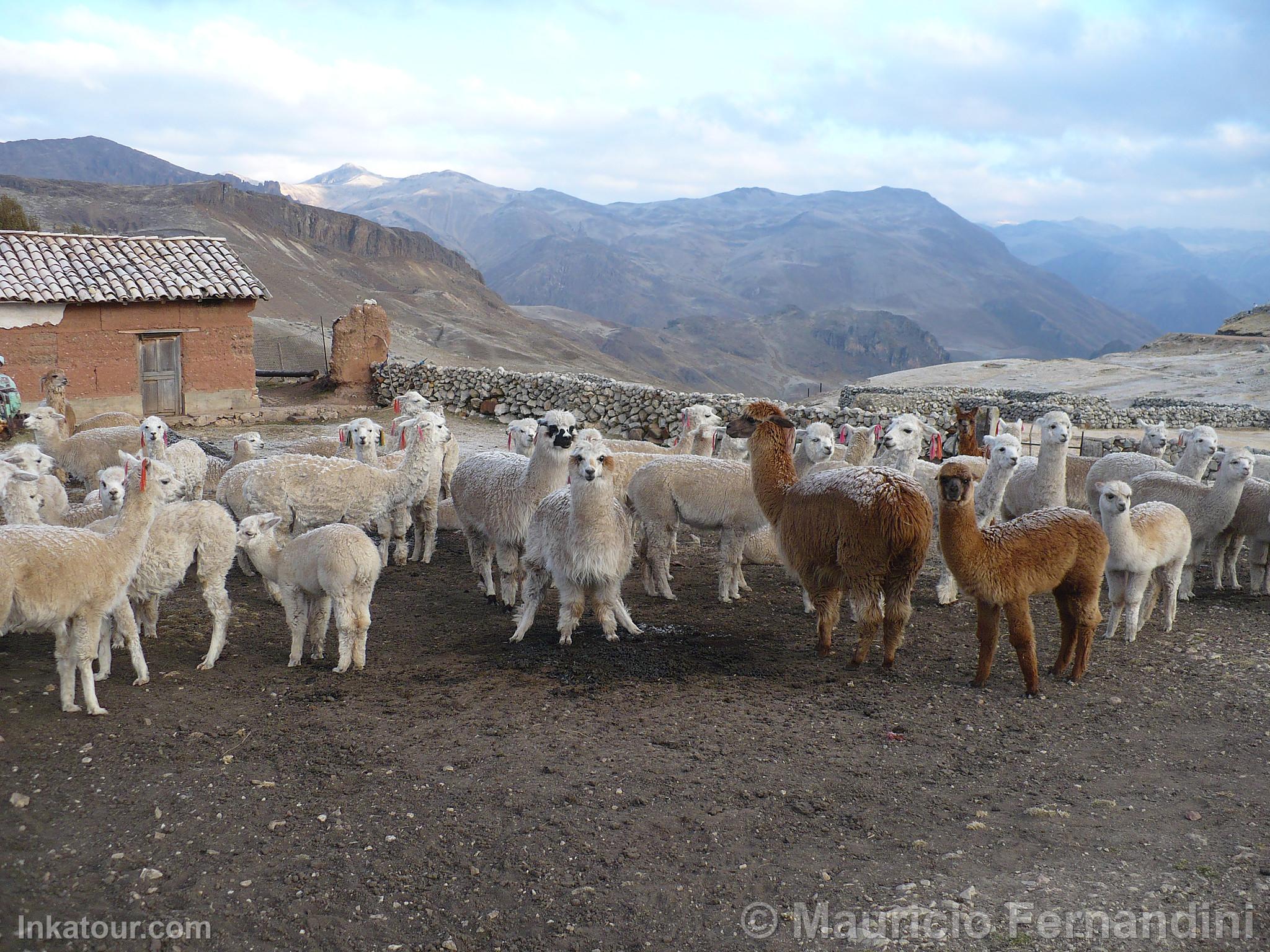 Photo of Peru