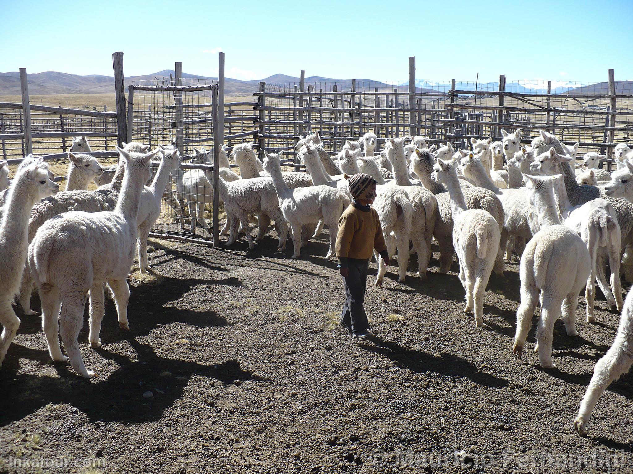 Alpacas