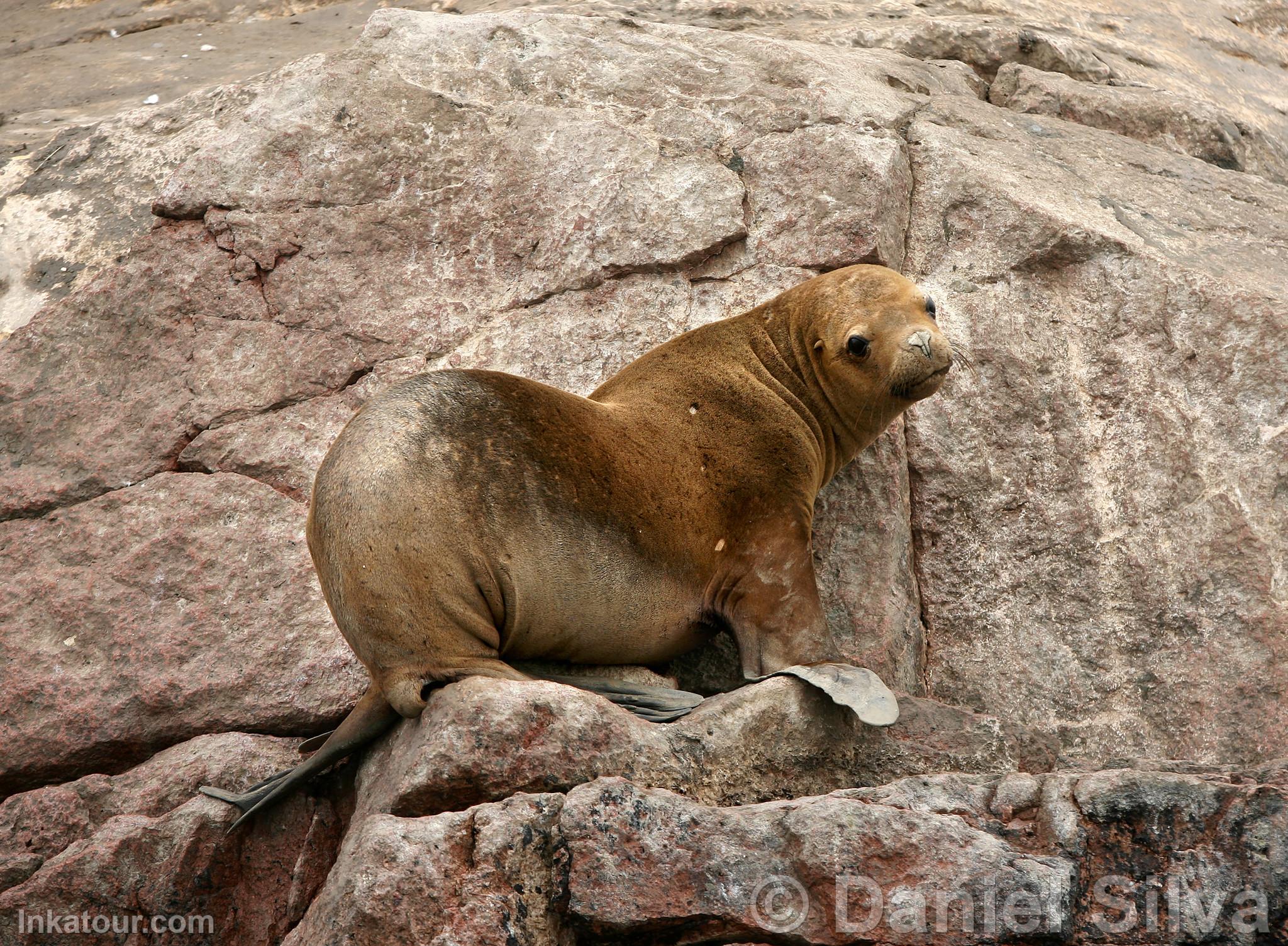 Photo of Peru