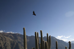 Colca Canyon