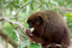 Titi Monkey