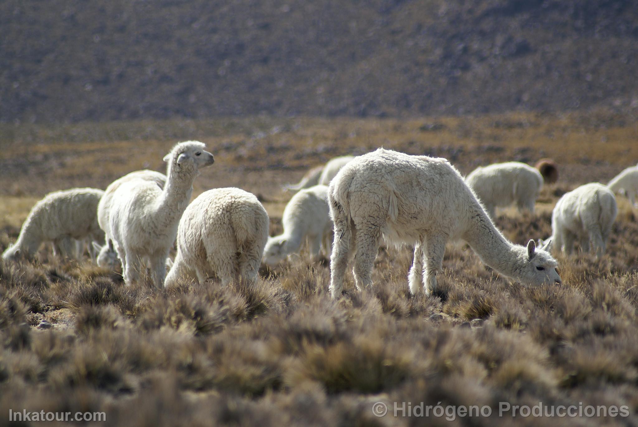 Alpacas