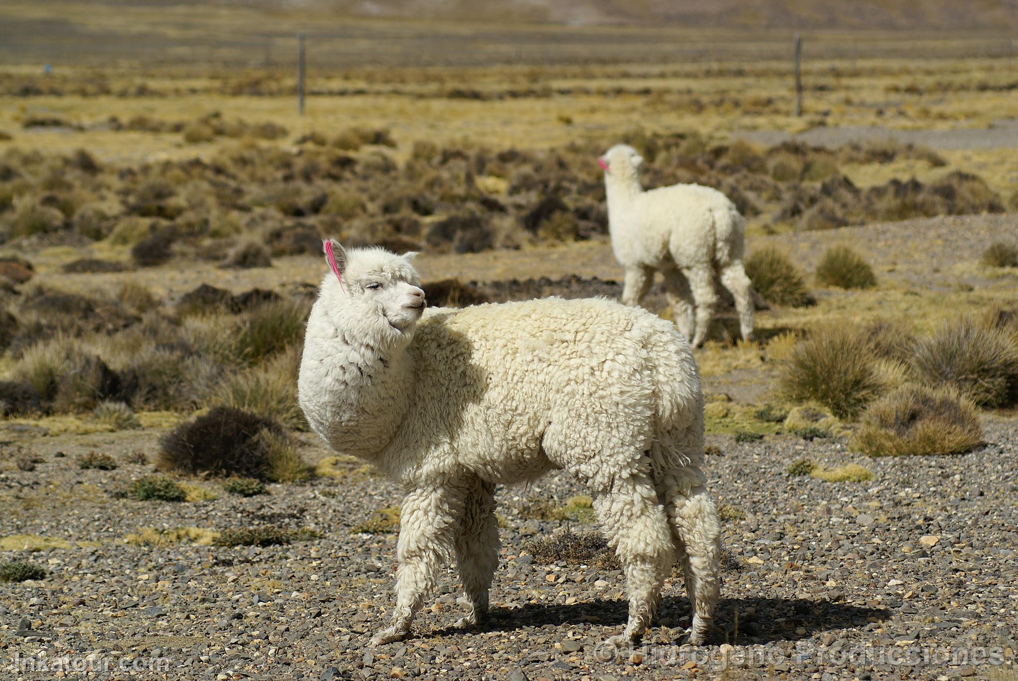 Alpacas