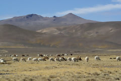 Alpacas