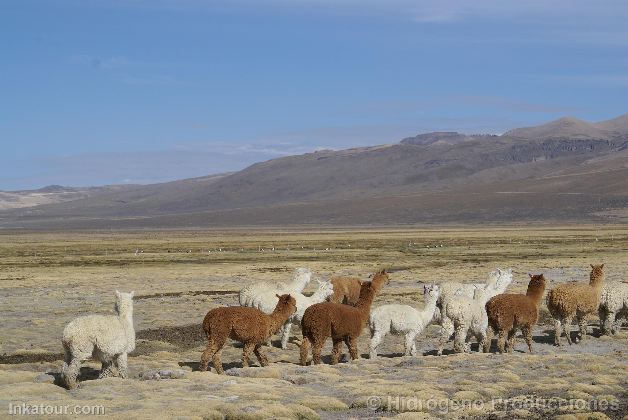 Alpacas