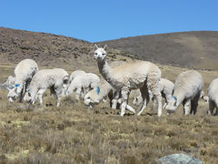 Alpacas