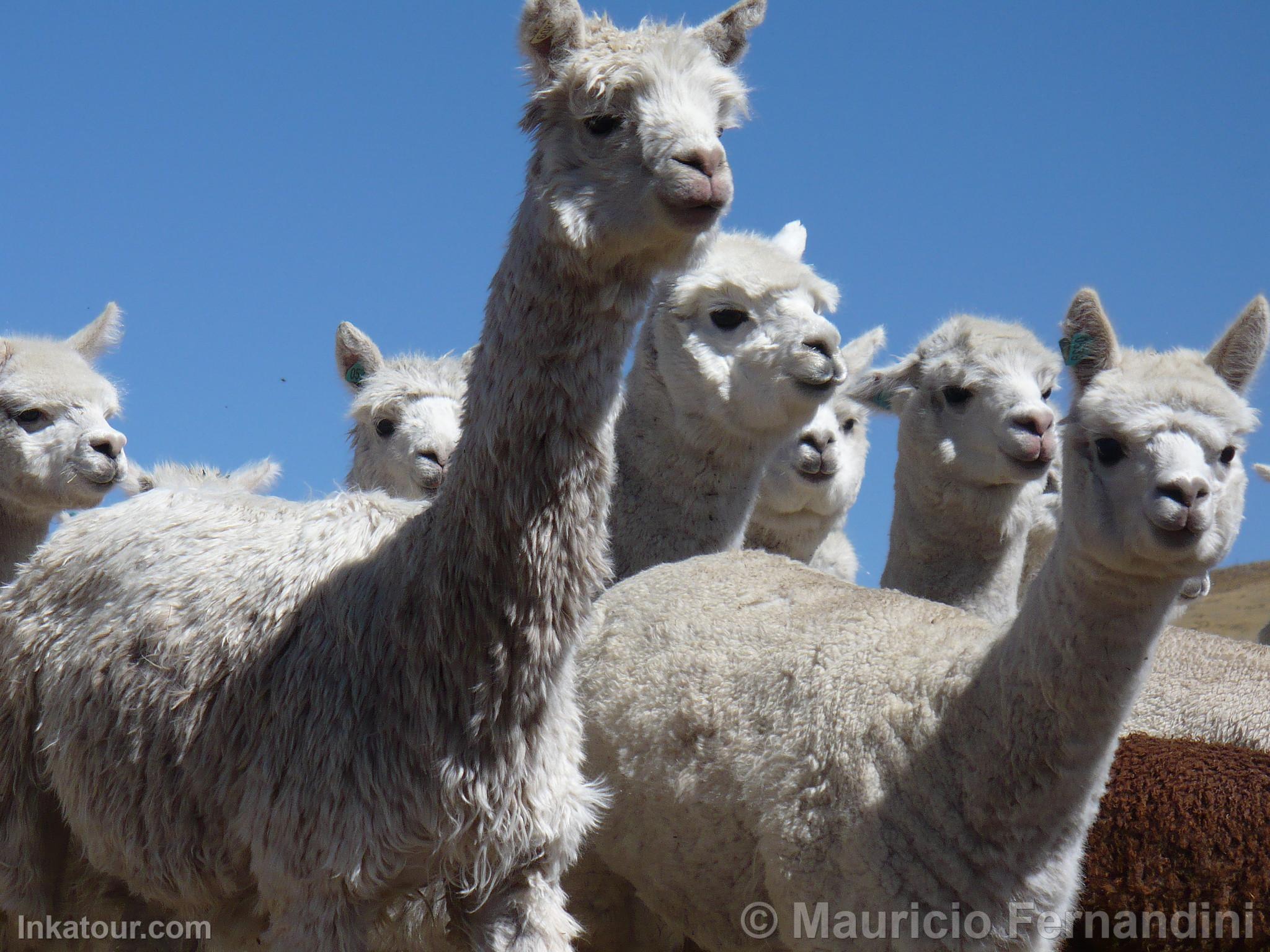 Alpacas