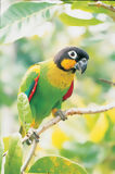 Orange-cheeked parrot