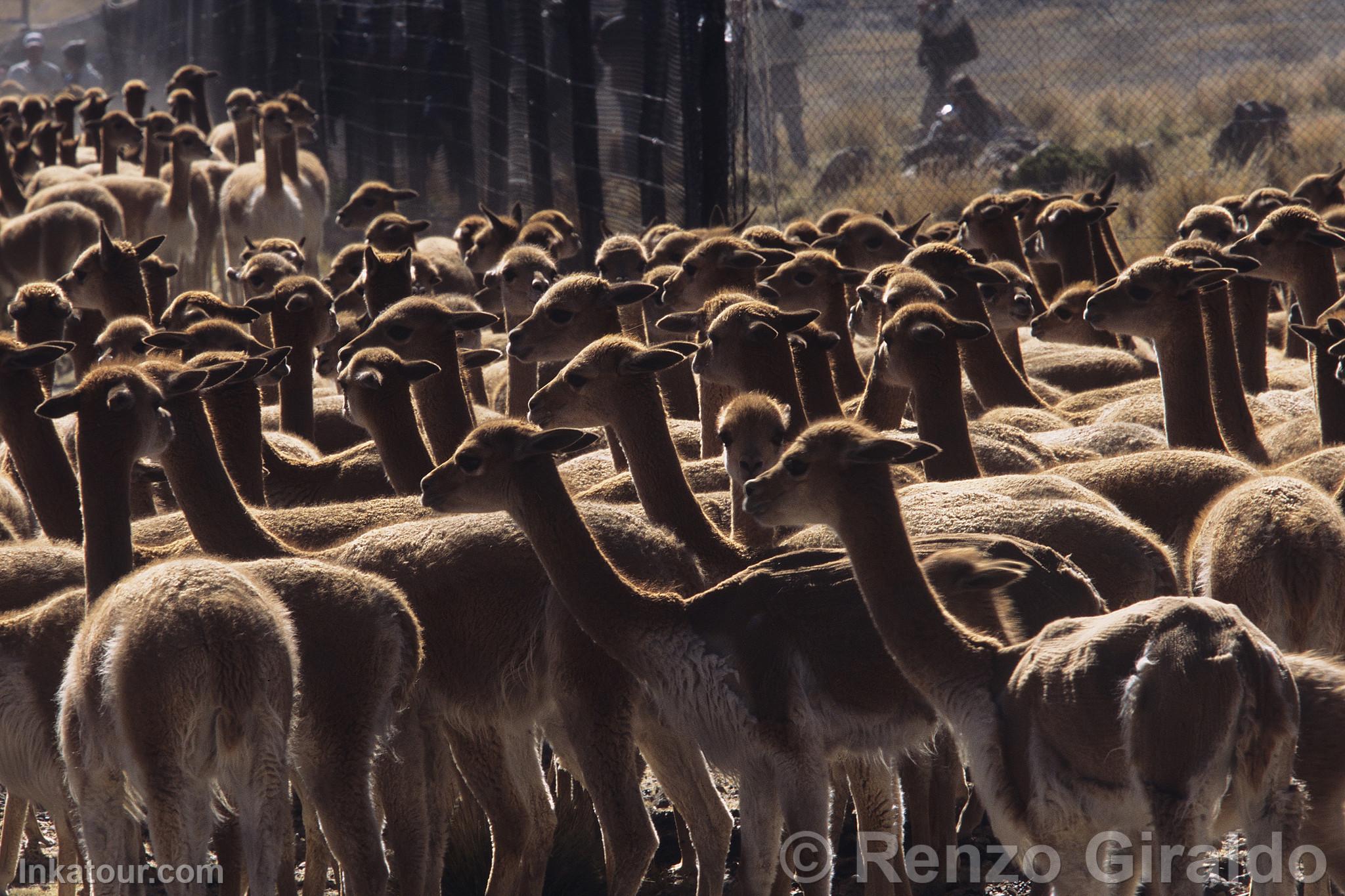 Photo of Peru